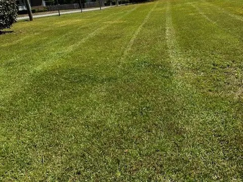 Freshly mowed striped lawn with trees behind